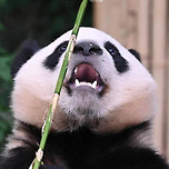 💎 눈동자가 보석 같은 막둥바오 🐼 + 루빵 웅니 이미지