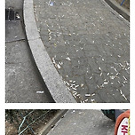 벌금 30만원으로 올려 강력하게 단속 했으면 하는 것 이미지