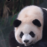 루이바오💜🐼가 웃은 이유 이미지