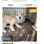 강쥐 입양 전후 이미지