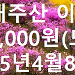 2025년4월8일-12일 [위동훼리]-중국 대주산``진달래`` 트레킹 이룡산 청도관광-5일 이미지