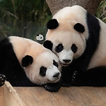 🐼 볼빵빵 바오만두 🐼 이미지