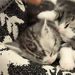 하지 마라, 난 진짜 숙면 중이다 이미지