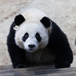 후이 볼살 삭제 마술~~ 이미지