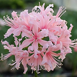 네리네 꽃 이미지