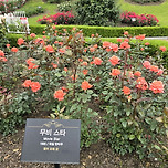 조선대학교 장미원 2025.5.20.(화) 김성현(金成炫 Ph.D.) 가족봉사단 조선대학교 장미원 문화·예술·미술·과학·기술·역사·유물 이미지