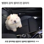 별명이 감자샐러드인 갱얼지.jpg 이미지