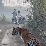 인도의 흔한 길고양이 이미지
