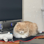 시루시루~ 이미지