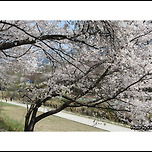 [서울 노원] 당현천의 벚꽃 풍경 이미지
