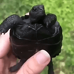 전 세계적 희귀종인 갈라파고스 검은땅 거북이.gif 이미지