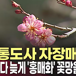 통도사 홍매화, 언제 피고 어디서 볼까? 🌸 이미지