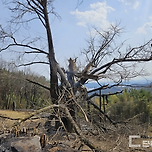 경남 하동, 산불에 탄 900살 은행나무의 근황 이미지