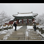 [서울 종로] 창경궁(昌慶宮)의 설경(雪景) 이미지