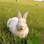 너무 귀엽고 신기한 토끼가 새끼를 지키는 방법 🐰 이미지