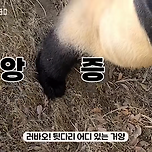 ?? : 진짜 우리나라 판다 애들이 다리 짧아? 이미지