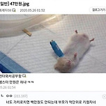 47만원짜리 햄스터 수술 이미지