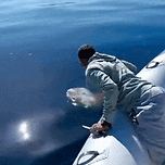 찢어진 마대자루에 몸이 감긴 거북이 구조 이미지