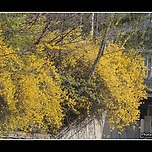 [서울 노원] 당현천 개나리길 산책 이미지