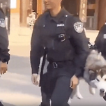 경찰견이 말라뮤트면 생기는 일 이미지