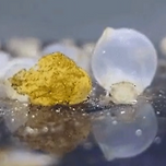 갓 태어난 오징어들이 걷는 모습 이미지