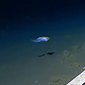 Scientists break new record after finding world's deepest fish