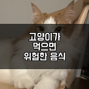 고양이 구내염□ 고양이 구내염 치료 및 고양이 구내염 자연 치유 방법