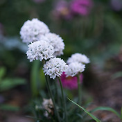 안개꽃 (Baby'S Breath)