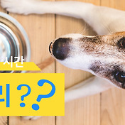 강아지 고양이 하루칼로리와 음수량