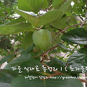 제철 찾아 삼만리