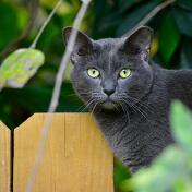 고양이 종류 13 메인 쿤 편 특징, 유전병, 주의점