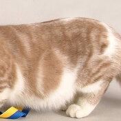 고양이 종류 4 러시안 블루 편 특징, 유전병, 주의점