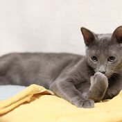고양이 종류 4 러시안 블루 편 특징, 유전병, 주의점