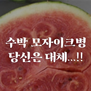수박을 둘러싼 흉흉한 소문…'모자이크병'의 진실