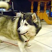 웰시코기의 강력한 유전자.jpg - 스퀘어 카테고리