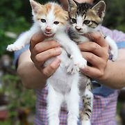 “사람 보고 도망치는 건 한국 길고양이뿐”