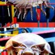 바퀴벌레+가재?…길이 76cm 괴물벌레