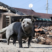 전소된 집 지킨 반려견, '주인님 빨리 오세요'