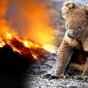 호주 산불로 살 곳 잃은 코알라 입양하는 법?