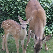 "10년 내 '좀비 사슴' 먹고 전염된 인간 나올 것" 전문가 경고
