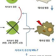 세포청소부 '자가포식' 촉진제 발견..당뇨병 치료 '청신호'