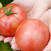 "토마토에 이걸 넣어서 드셔보세요" 항암력 100배 증가시킨다는 의외의 음식