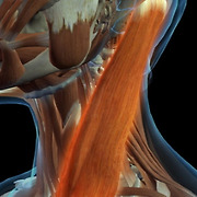 두통, 뒷목 통증, 눈 쑤심의 중심엔 '흉쇄유돌근'이?