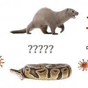 신종 코로나 원인은 박쥐, 하지만 확산 숨은 주범 따로 있다