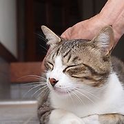 고양이가 좋아하는 사람 특징 4