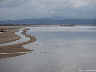 깃발 사진 시안