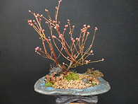 션샤인블루베리