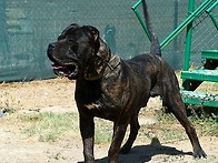 Canario de Iron Bu..