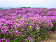 황매산 철쭉
