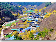 화전리 산수유